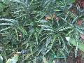 Variegated East Indian Holly Fern / Arachniodes aristata var. variegata  